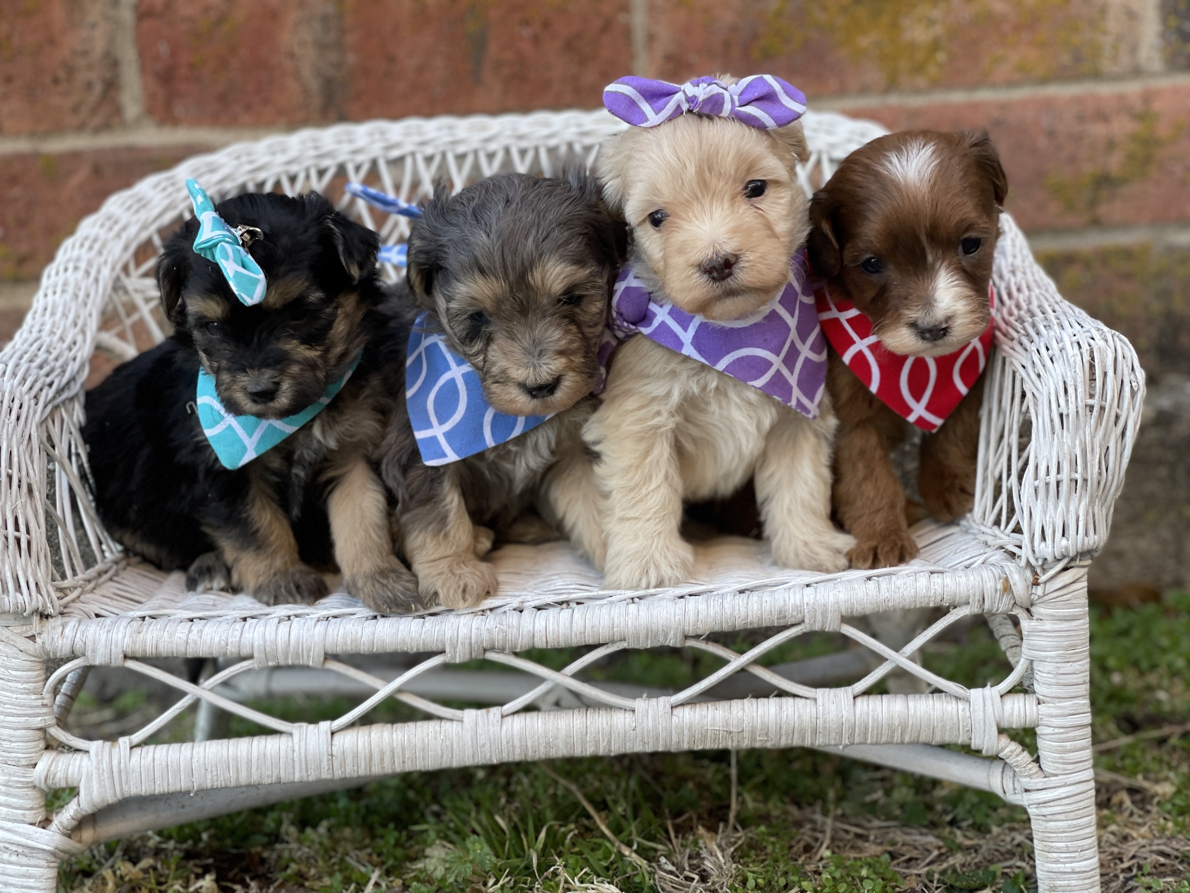 Doodle Puppies Playing